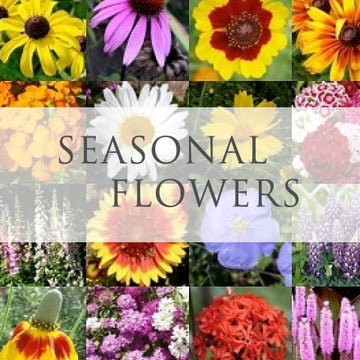 Seasonal Flowers